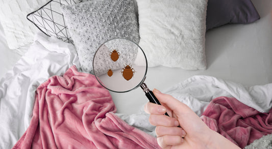 Banish Bed Bugs: 3 Best Ways